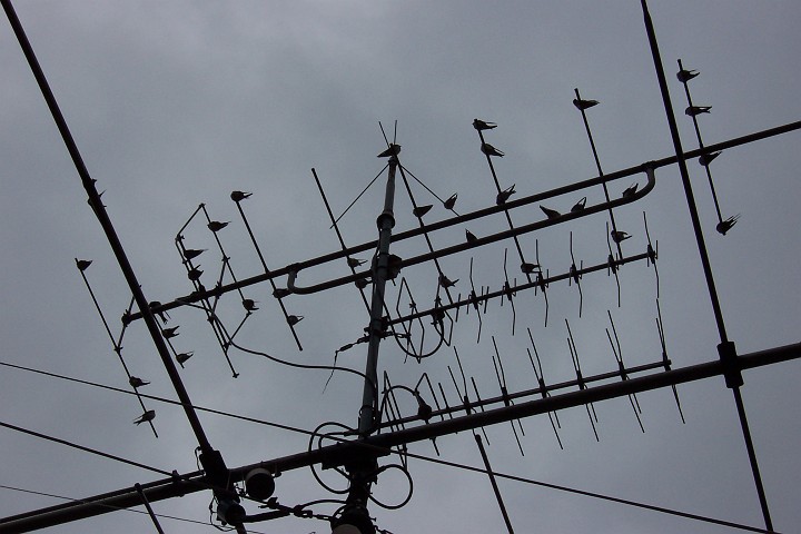 antennen0014.jpg